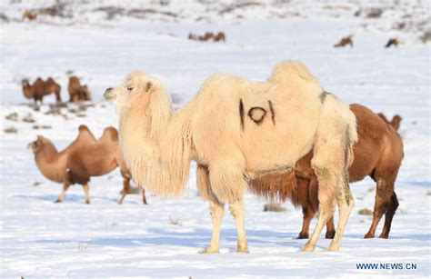 are there camels in china